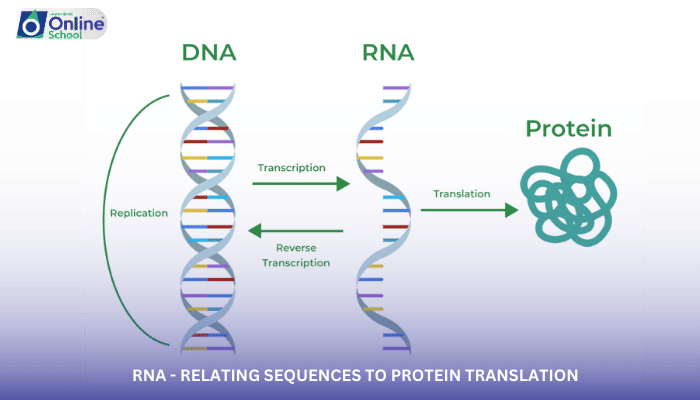 Lesson 14: RNA - Relating Sequences to Protein Translation